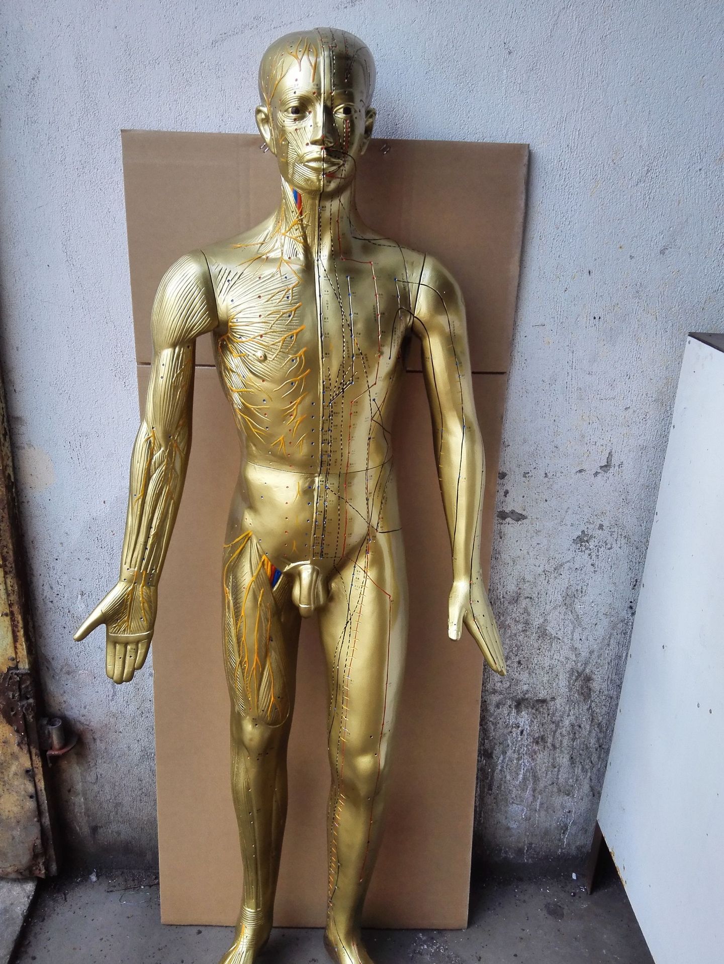 正品人体针灸穴位模型针灸铜人模型经络穴位模型盲人针灸模型医用