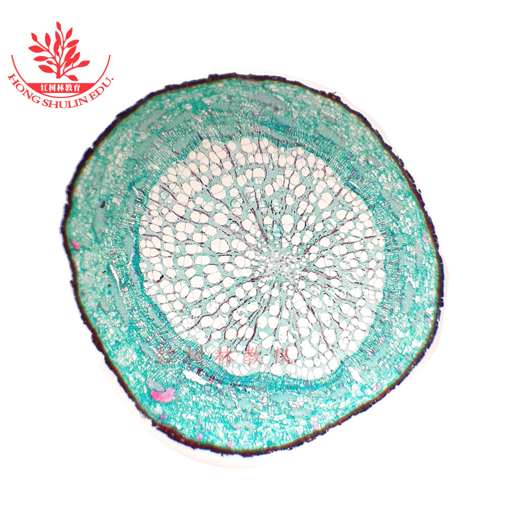 细胞结构清晰高教标准结构典型生物实验室切片套装植物根显微玻片