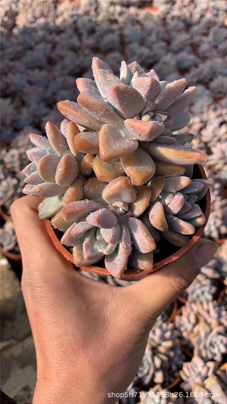 774多肉植物基地限量批发盆栽 幽灵公主群盆10cm多肉群生品种裸根