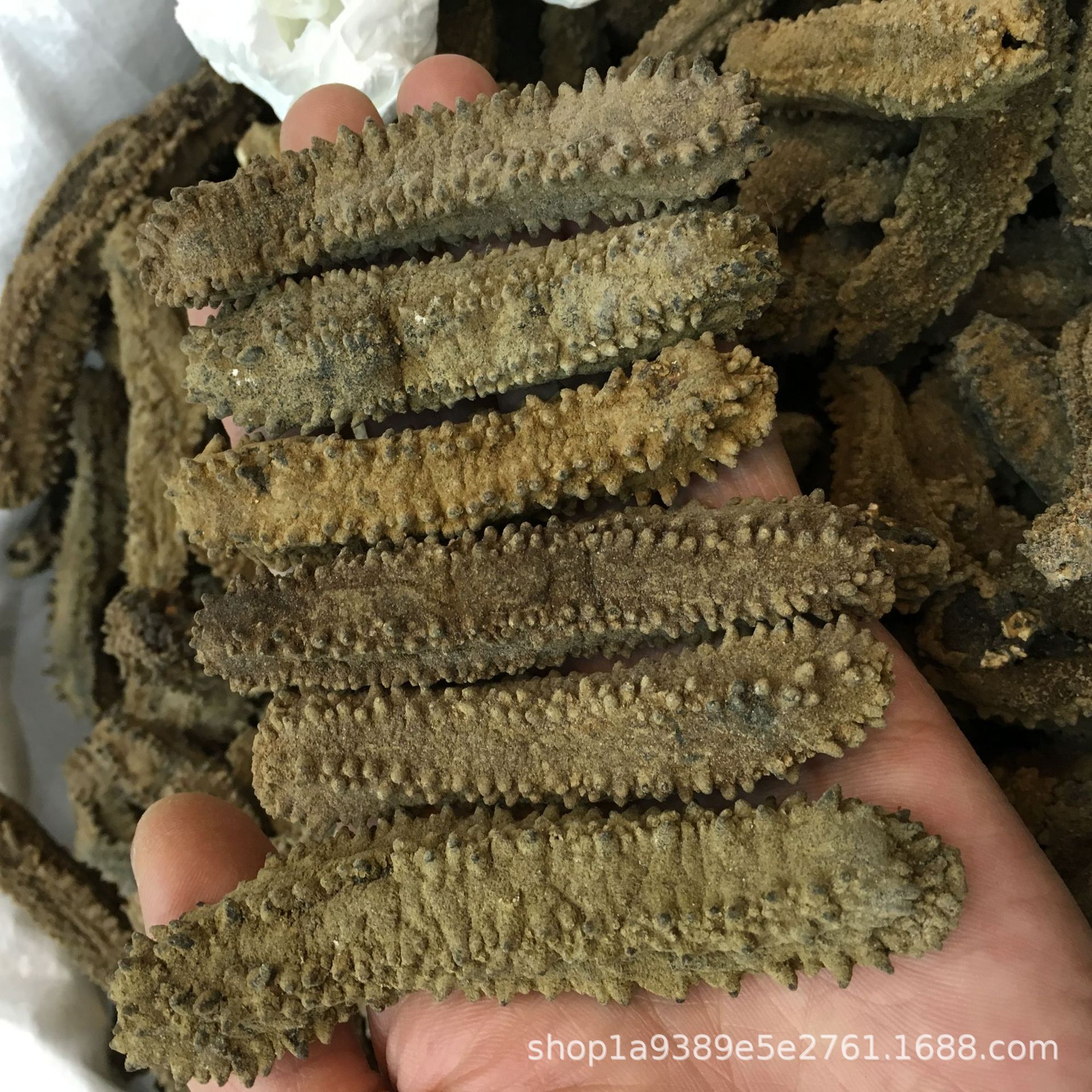 方刺参四方刺参野生淡干海参水发专用高涨发率产地直供