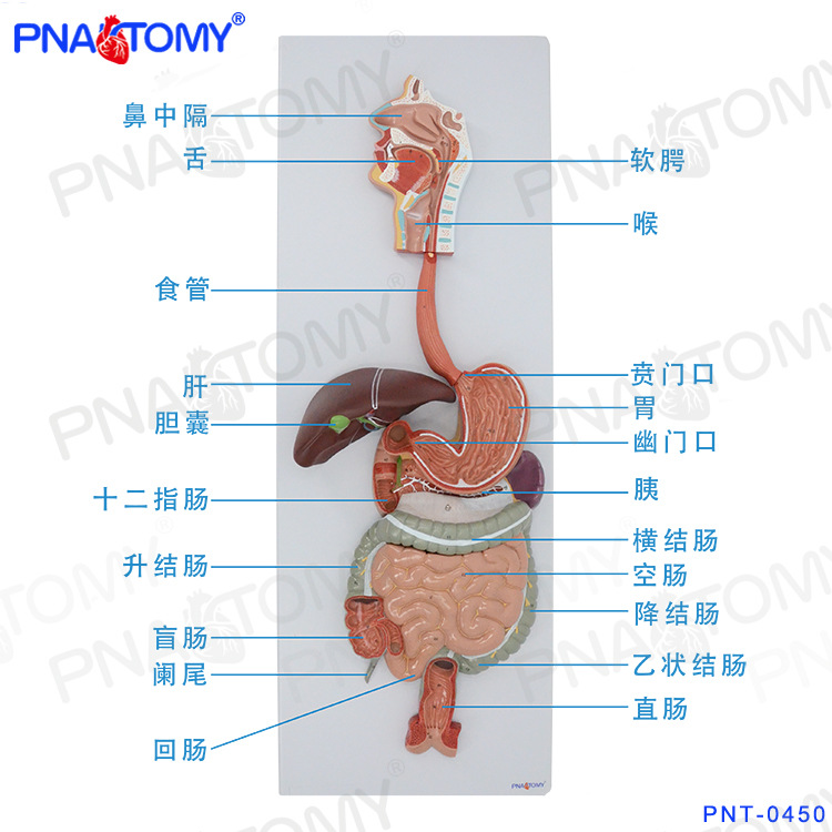 医学人体消化系统大小肠胃肝内脏器官解剖模型鼻咽喉消化内科标本