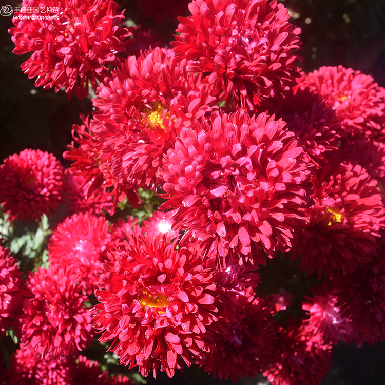 【厂家直销零售批发】矮杆盆栽翠菊种子景观绿化易活盆栽阳台花海