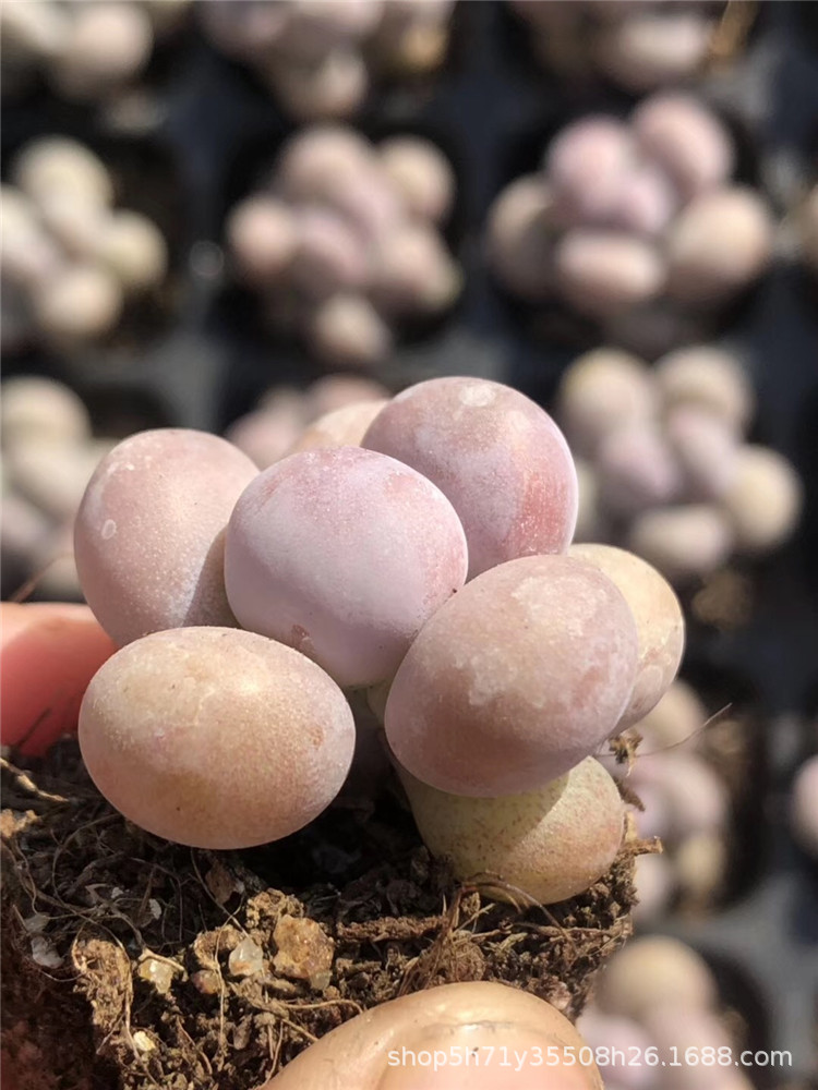 094山东大棚批发多肉盆栽品种 橙雪球小单头多肉品种状态实拍