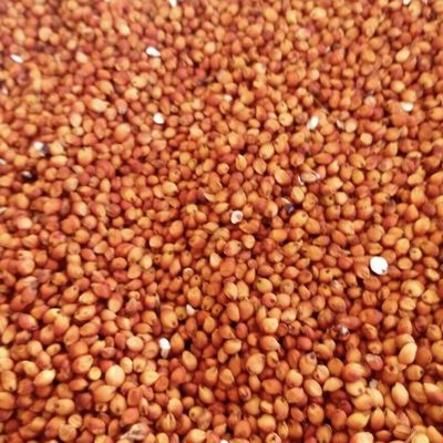 东北红高粱高梁酿酒高粱喂鸽子饲料五谷杂粮批发