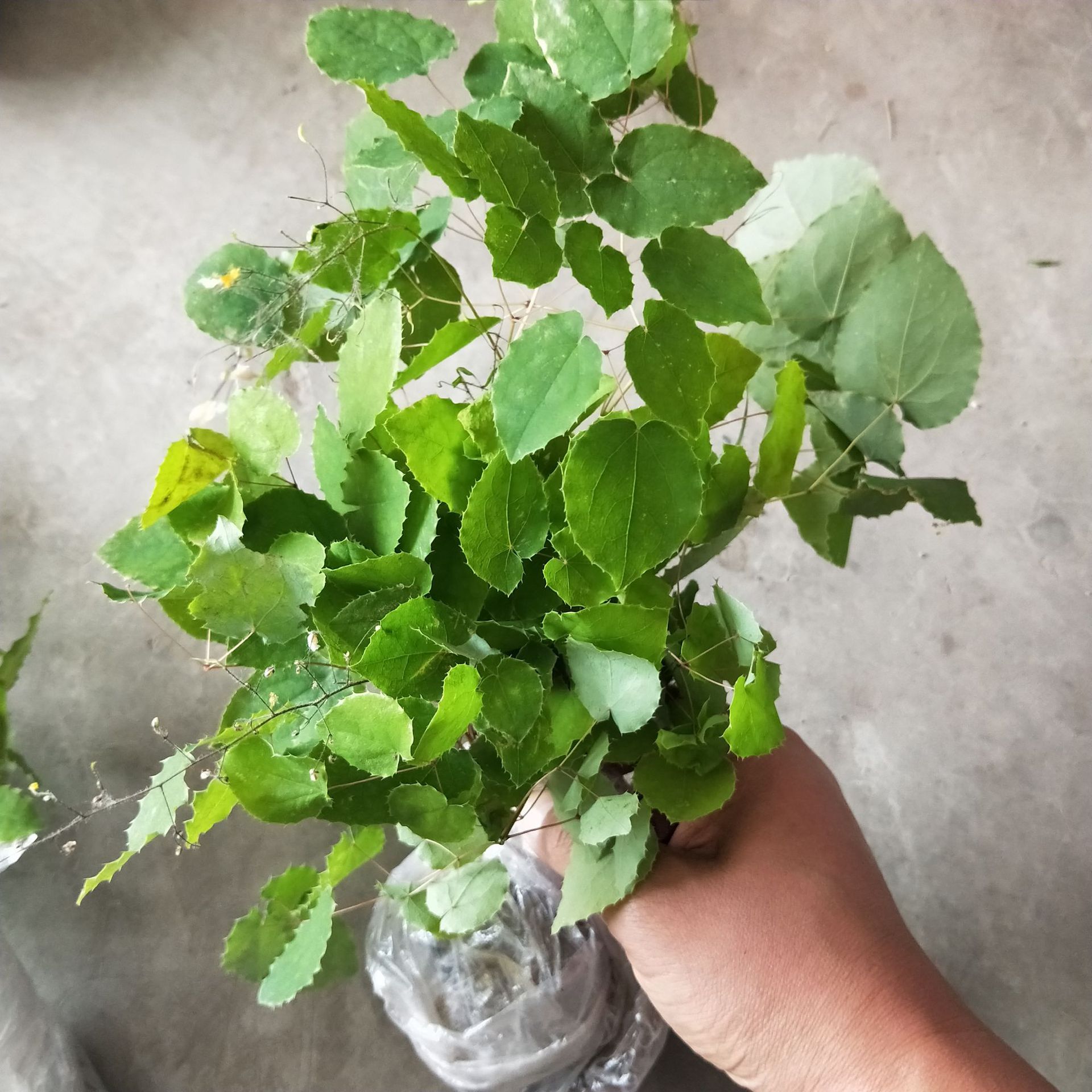 淫羊藿 精品淫羊藿 小圆叶淫羊藿 含量≥0.5% 50g袋装 产地批发