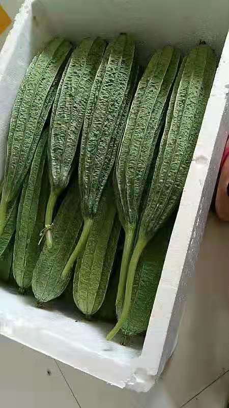 早中熟皇龙花点丝瓜种子 春秋播种蔬菜种子 长条丝瓜高产种批发