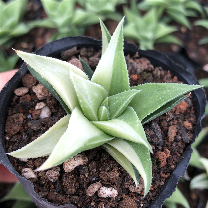 基地大棚大量种植 百合科 十二卷属 硬叶十二卷 白洋宫锦