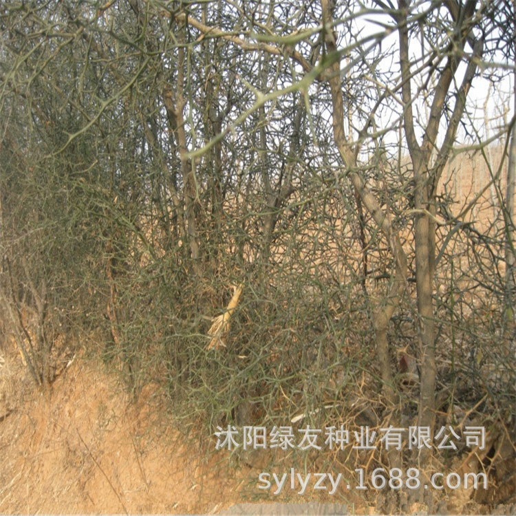 出售篱笆墙种子 枸橘 围墙用途 钢橘子 臭橘