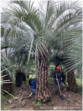 福建大型基地批发布迪椰子专业技术指导提高成活率