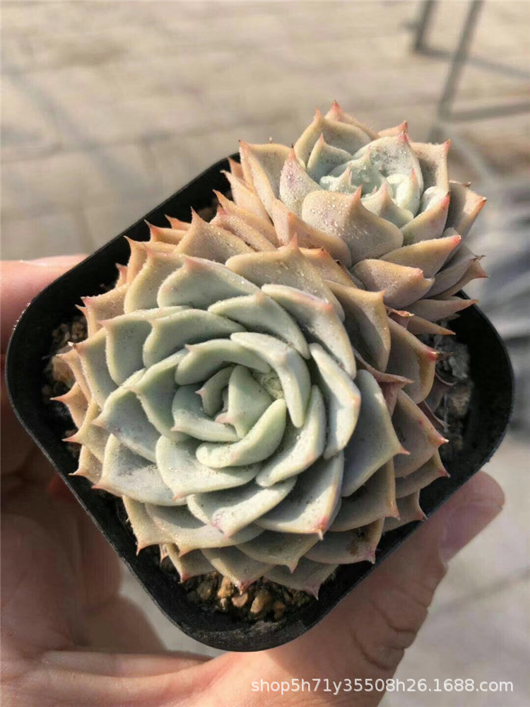 859大棚特价批发多肉盆栽品种 布朗双头品相好多肉植物裸根发限量