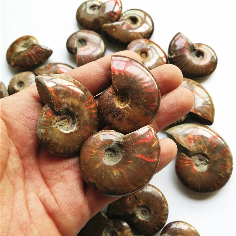 天然斑彩螺化石螺菊石海螺 古生物化石矿物标本原石