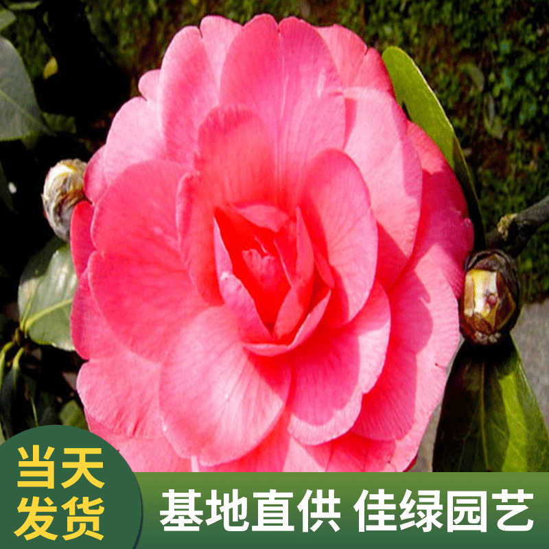 产地供应  盆栽茶花苗  大朱砂茶花 两年壮苗 园林绿化苗木