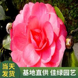 产地供应  盆栽茶花苗  大朱砂茶花 两年壮苗 园林绿化苗木