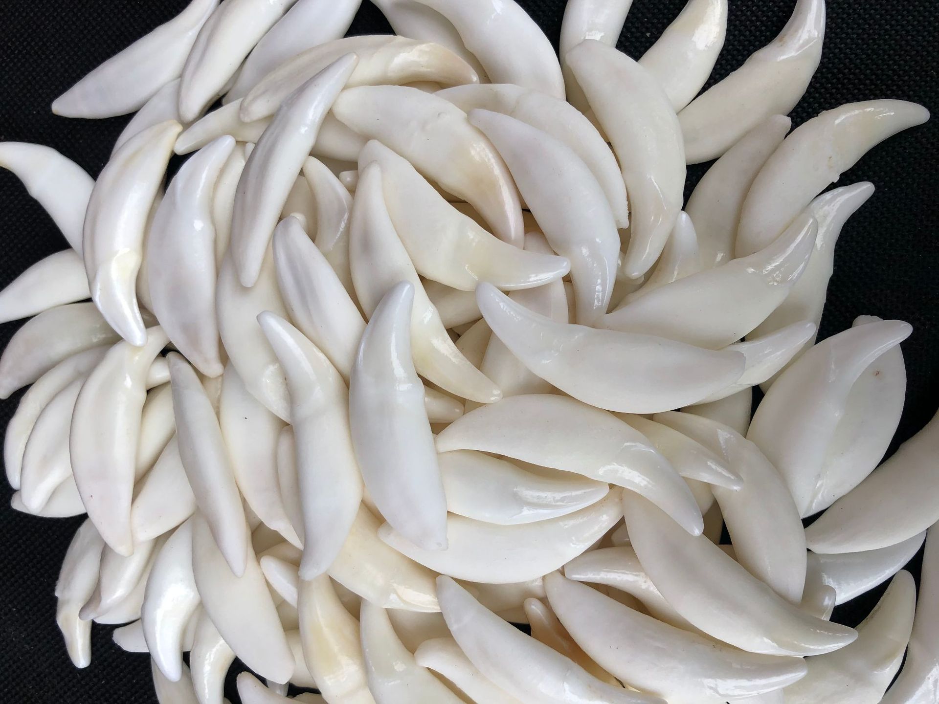 真狗牙饰品狼牙吊坠原色黑狗牙漂白藏獒牙批发项链手链地摊货标本