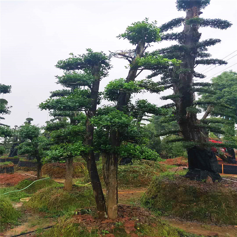 湖南无刺枸骨 造型树 无刺枸骨桩景又名鸿运果 多杆 单杆造型优美