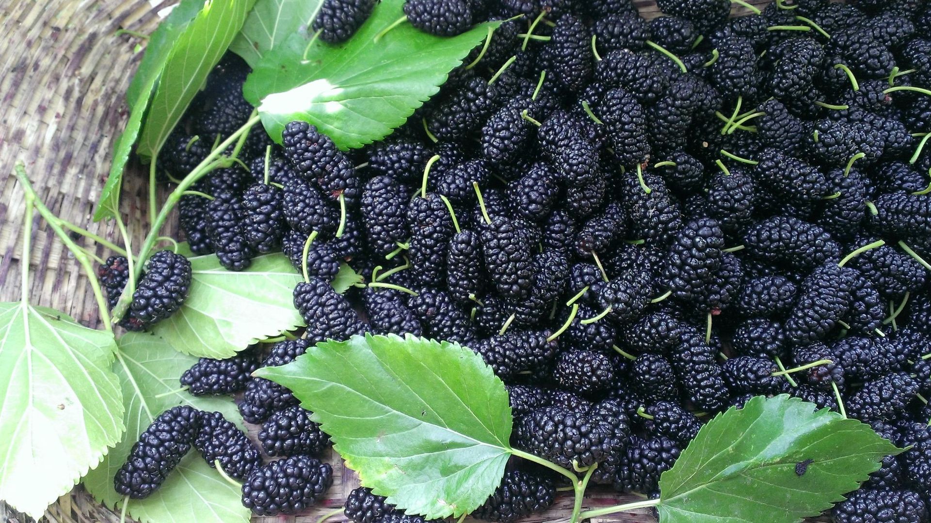 四川新鲜桑葚供应产地 批发食用黑桑葚