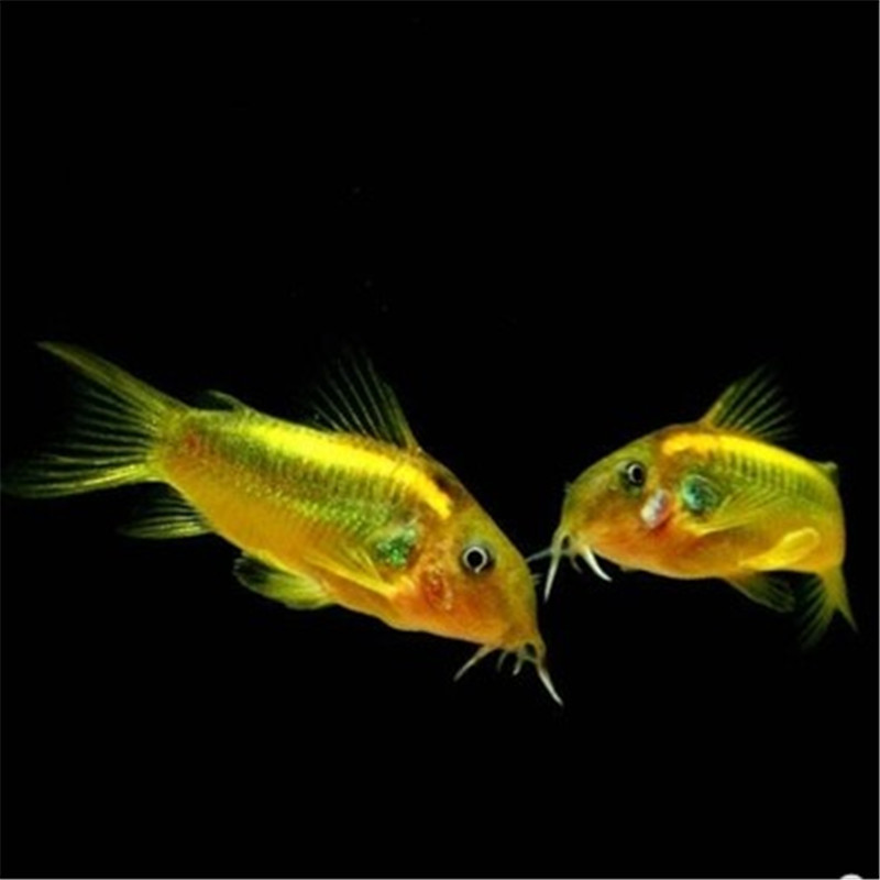 金线金鼠鱼活体热带观赏鱼水族清洁小型宠物鱼运输包活