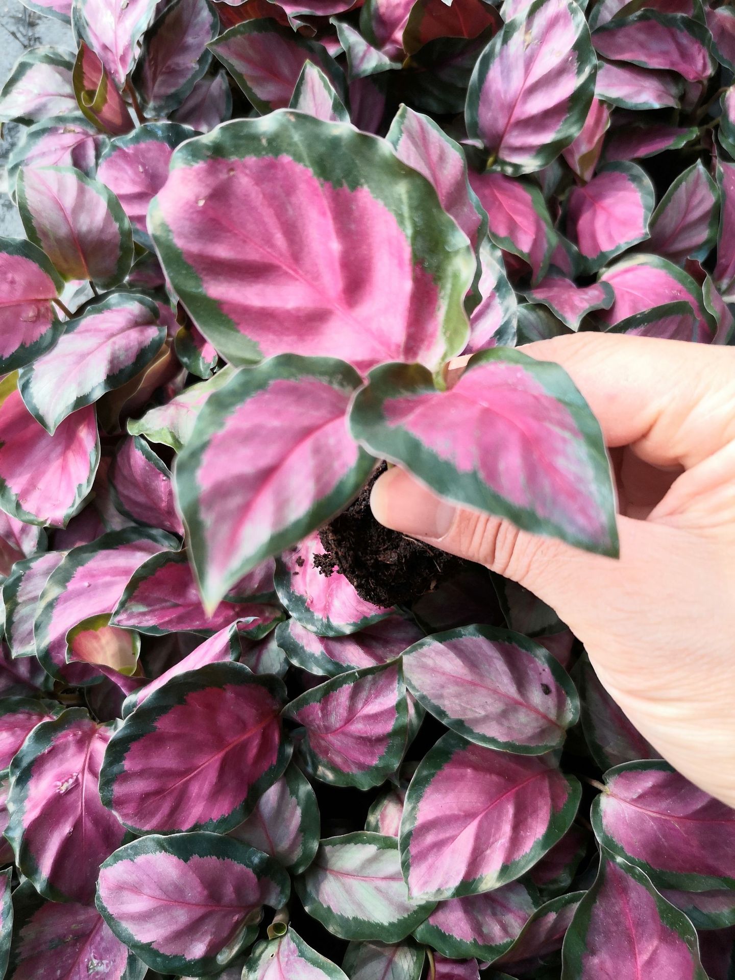 玫瑰红竹芋厂家直销观叶植物室内耐养花卉小盆栽