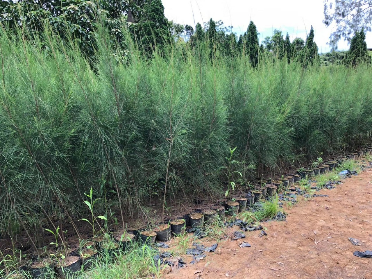 906供应 木麻黄 马尾松 1.5-2米高杯苗 沿海防护林树