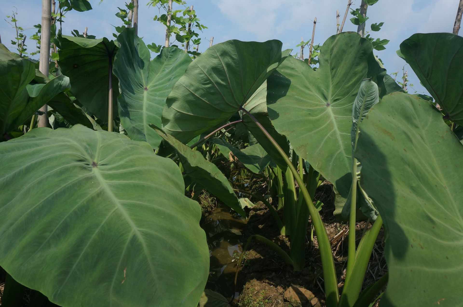 广西荔浦芋头苗价格香芋苗种植技术指导芋头苗产地18278027808