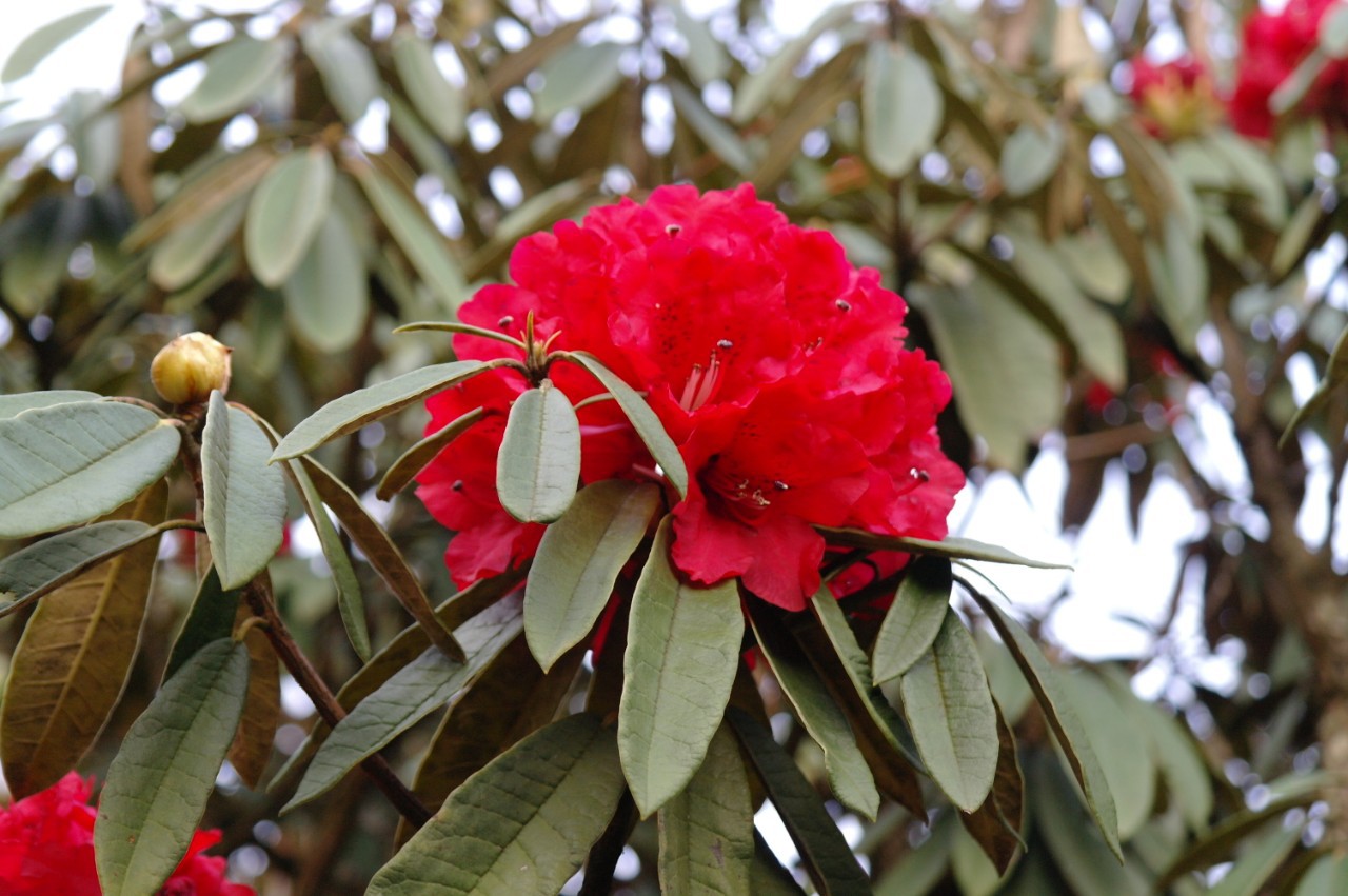 马缨花高山杜鹃大红色杜鹃花播种实生苗一年苗