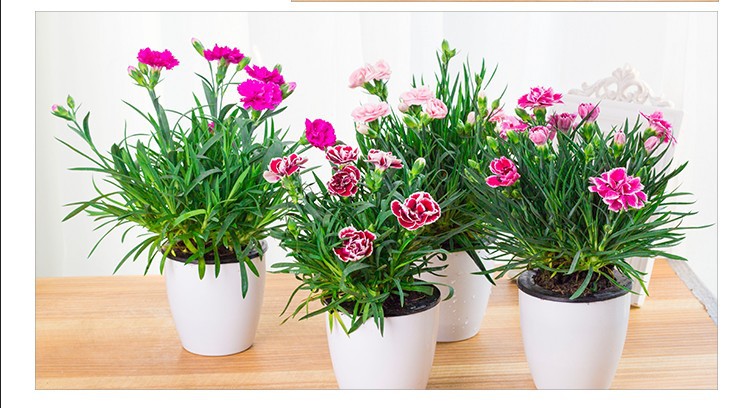 3,光照条件在光照不足,长期缺乏光照的环境中,康乃馨无法旺盛生长