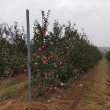 基地直销嫁接矮化苹果树南北方种植包成活死苗补发 红富士苹果树