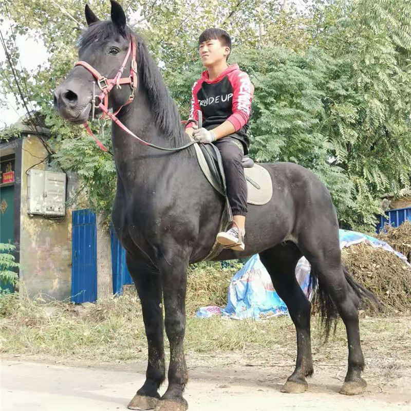 成人骑乘马多少钱一匹 白色德宝价格 济宁元鸿养殖基地出售大马