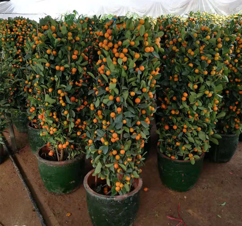 基地直销批发四季桔观赏小金橘树苗盆栽绿植金钱橘果树带果发货