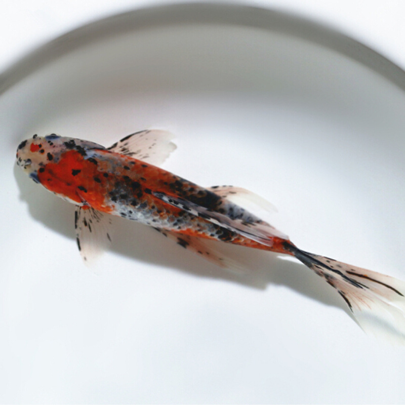 活体锦鲤 五花花草易活冷水宠物金鱼 批发上海活体淡水观赏鱼鱼苗