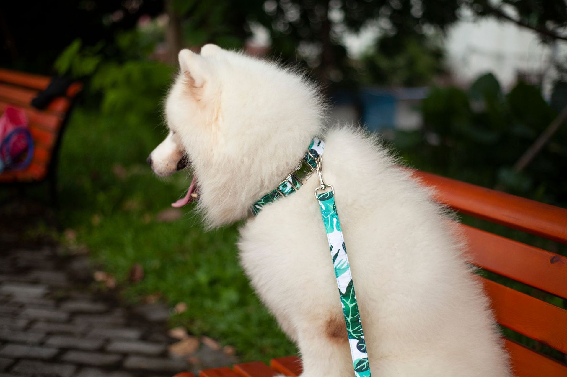 ins风宠物项圈 亚马逊热销热带植物宠物狗狗项圈 绿植合金扣狗圈