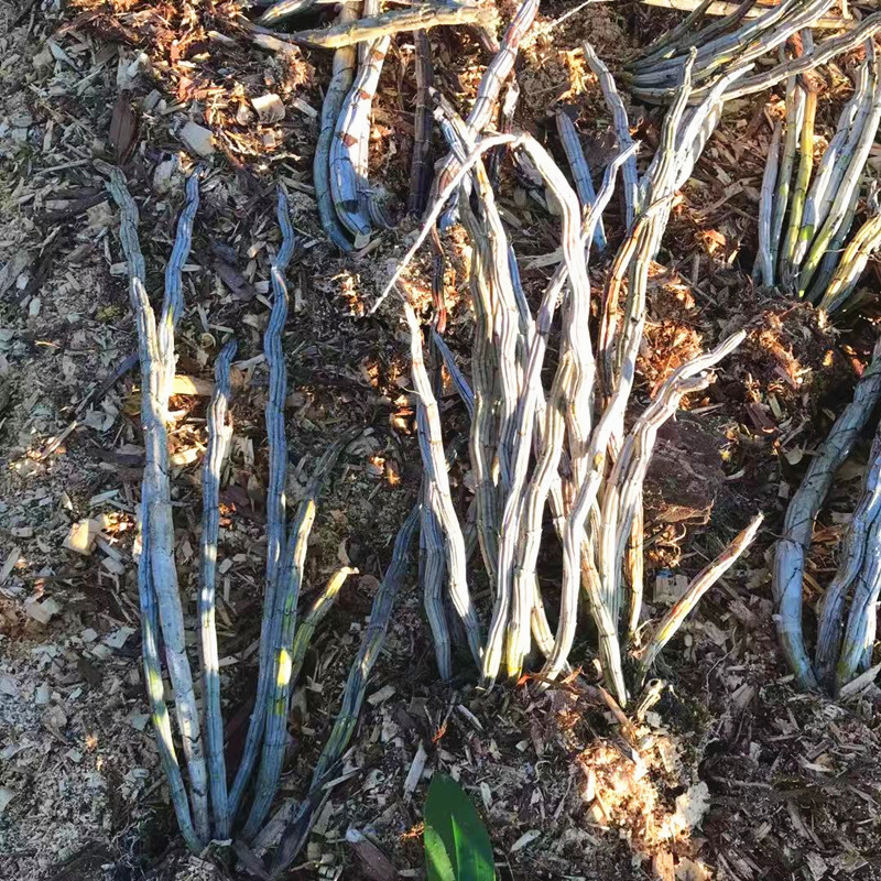云南红牙刷石斛吊兰花紫红色基地直销大货批发零售有板植盆栽散称