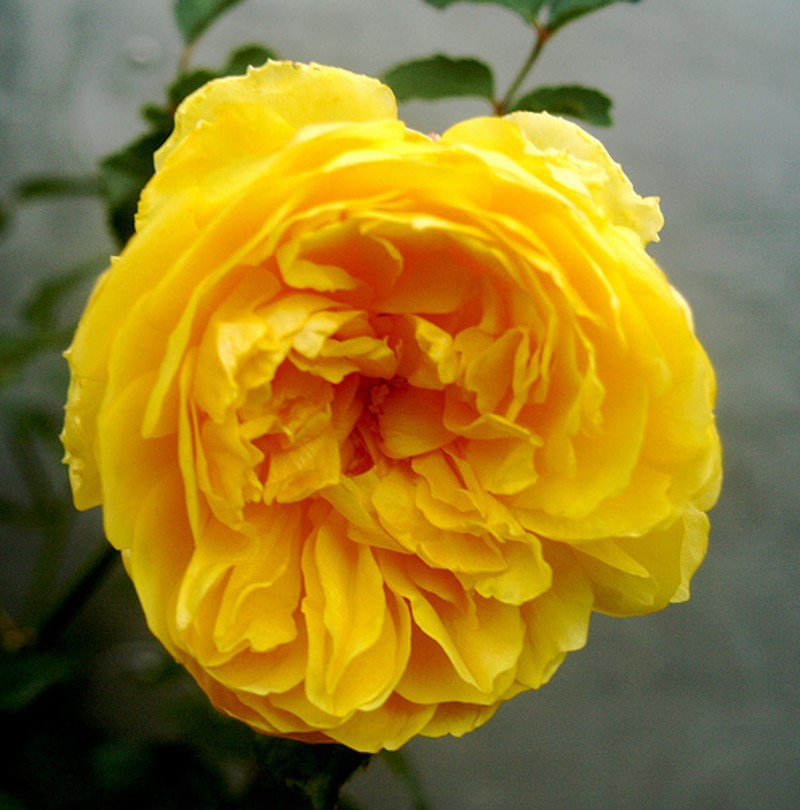 欧月丰花蔷薇灌木月季魔力光辉浓香大花庭院别墅阳台盆栽月季花苗