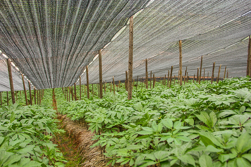 可打磨成粉 云南三七田七20头 水洗三七无蜡无熏硫批发毛须大根