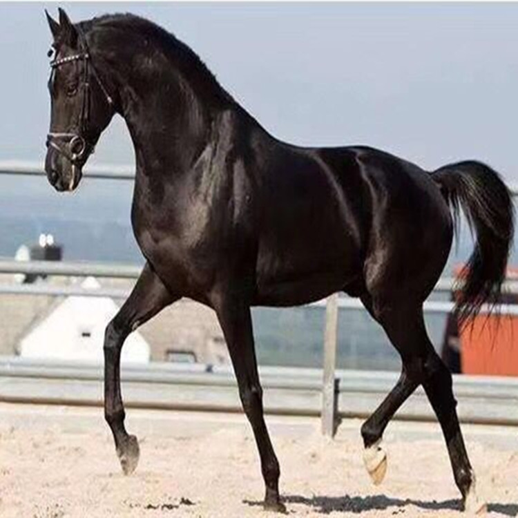 安徽有马术俱乐部吗三河马温血马怎么出售的多少钱