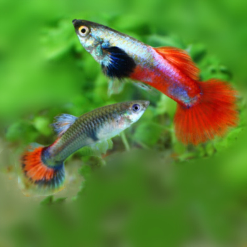 白金红尾孔雀鱼 小型热带观赏鱼淡水凤尾鱼 胎生鱼水族活体宠物