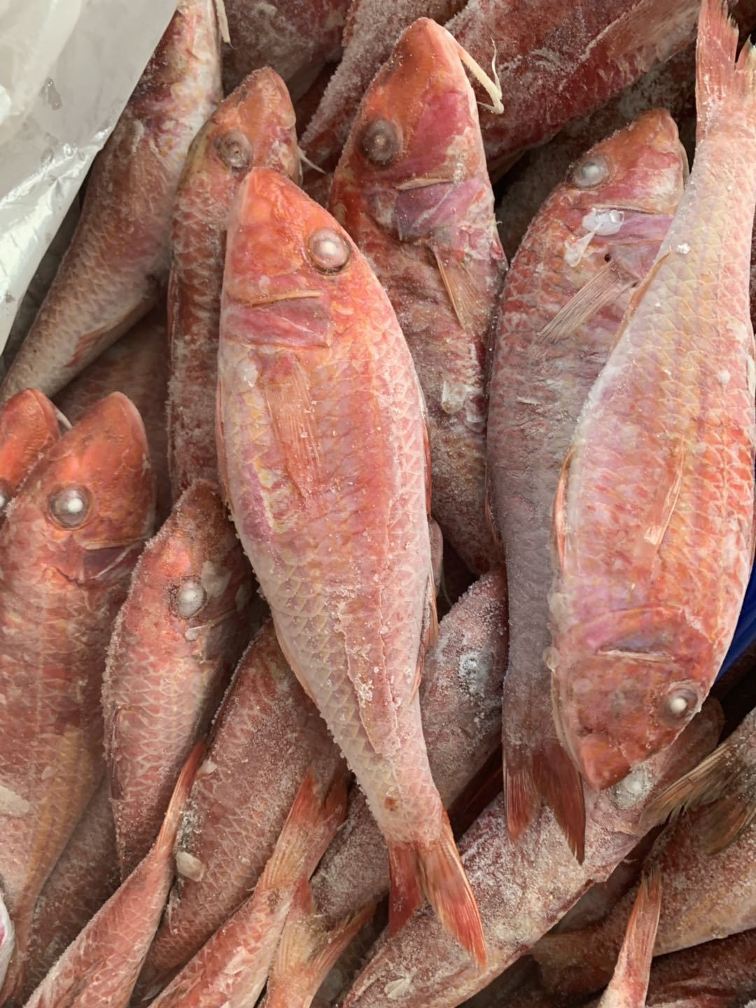西非红娘鱼小红鱼红三鱼红鱼批发小红鱼批发海鲜水产批发