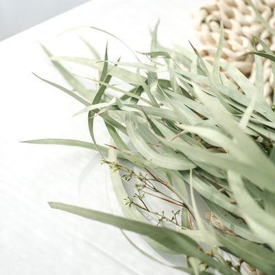 工厂店尤加利艺术叶云南干花束小米花插树叶ins日系店铺家居装饰