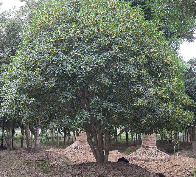 成都大量批发丛生桂花及其他苗木品种,价格优惠,品种齐全