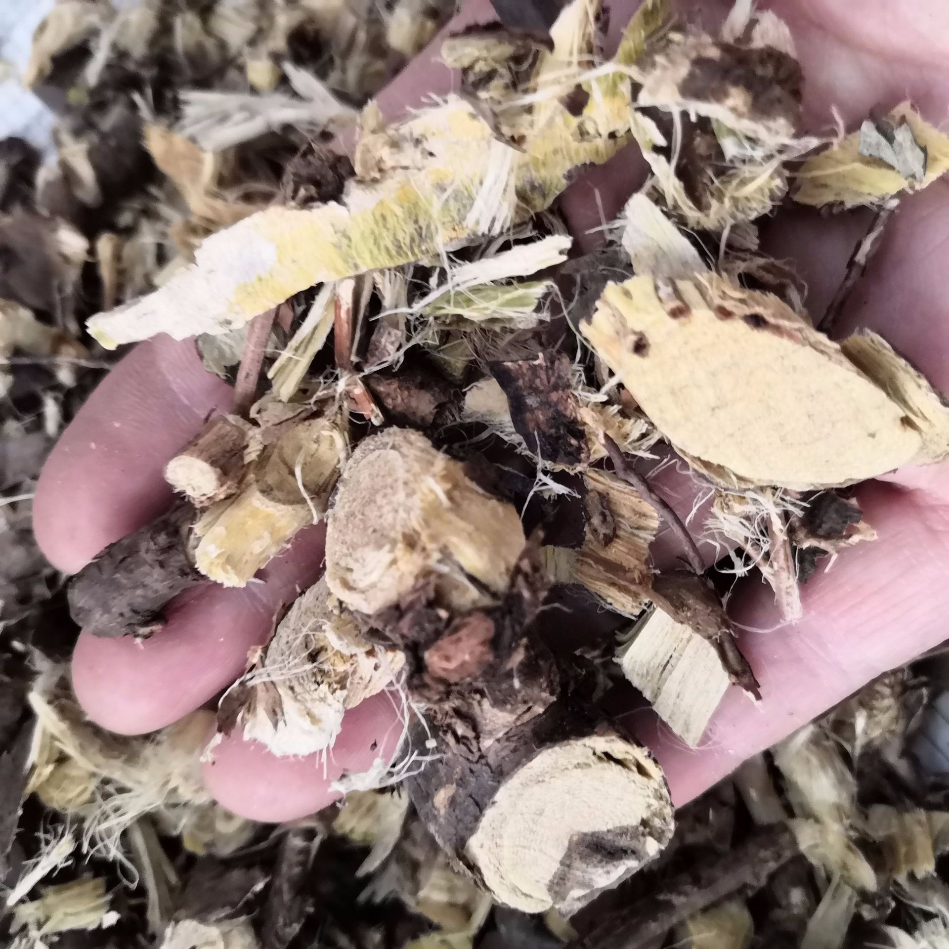 金雀根中药材金雀根白心皮落地锦鸡儿批发零售