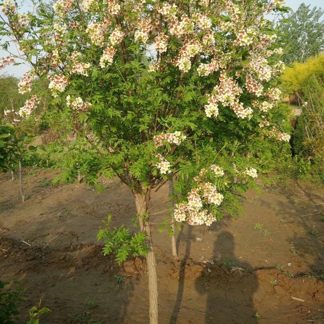 开原美城苗圃文冠果树苗价格文冠果树批发专业种植量大优惠