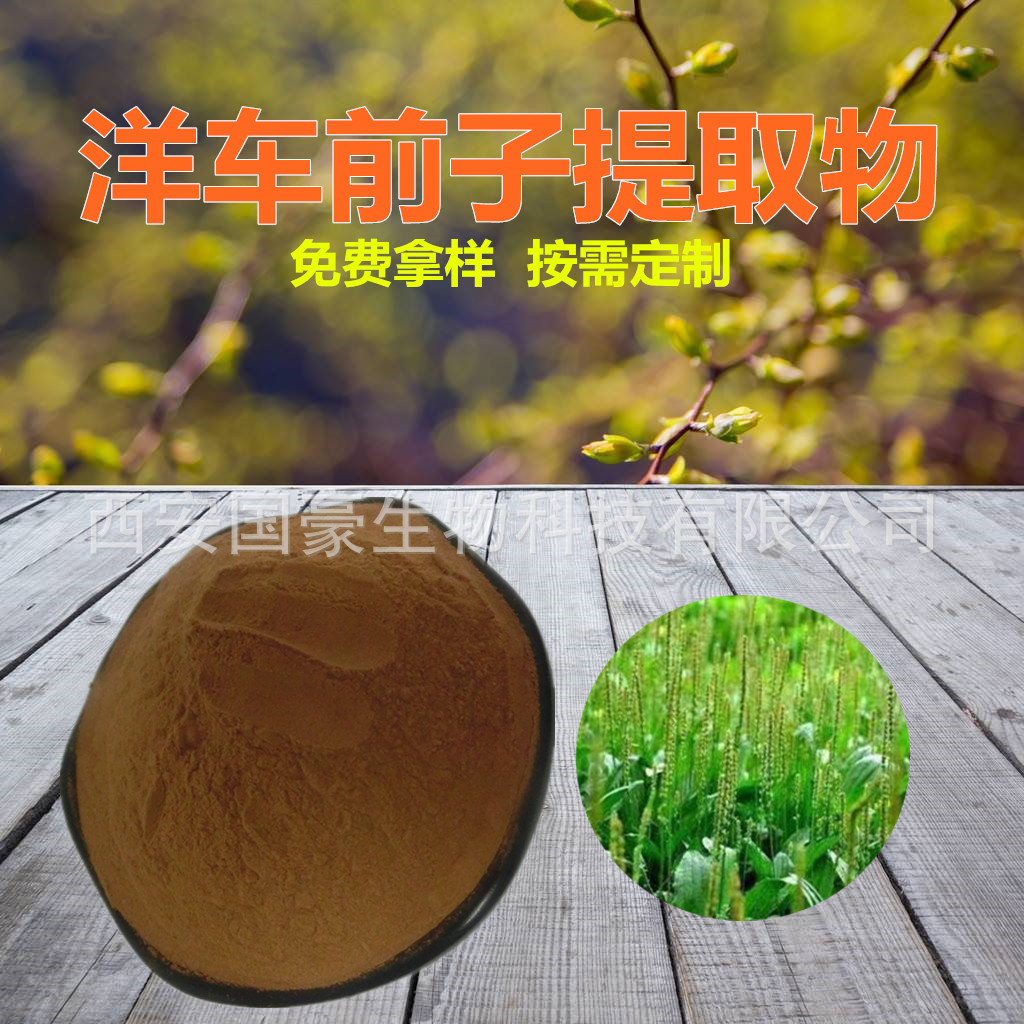 洋车前子提取物10:1 印度洋车前子粉 欧车前提取物 厂家 500克装