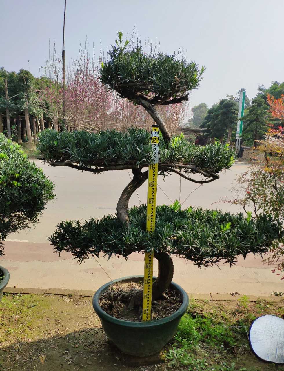 供应s型造型罗汉松15米高盆景三层本地松弯杆