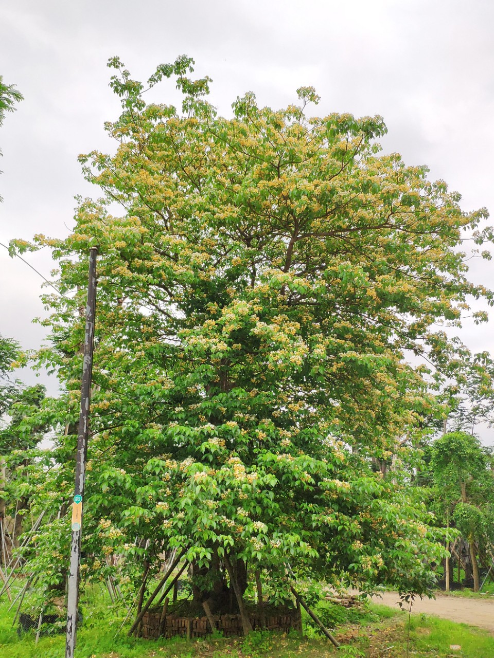 904基地直销全冠鱼木1米大树假植苗丛生多杆鱼木头