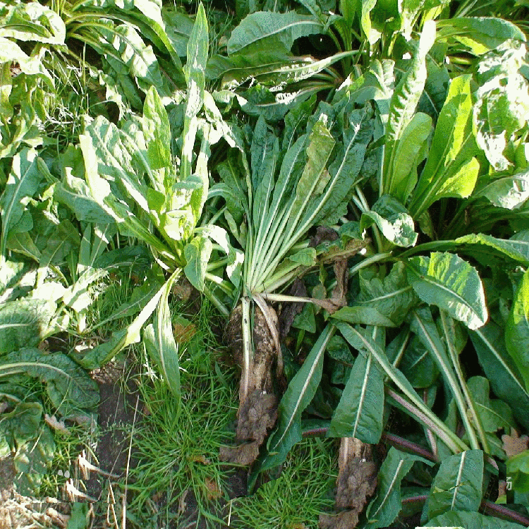 牧草种子批发 将军菊苣种子 多年生高营养肥猪菜种子宽叶高产