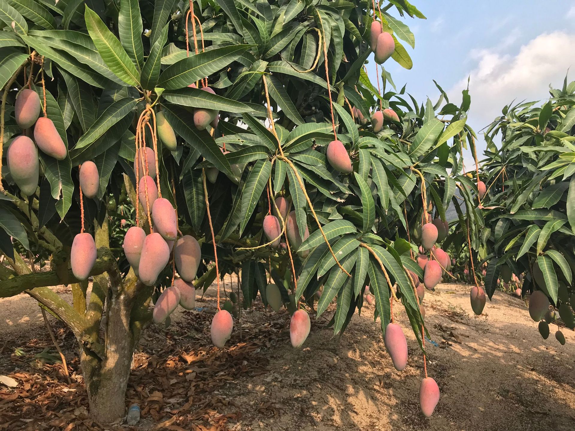 【爆款来袭】海南贵妃芒火爆上市,不食贵妃不知贵妃美-阿里巴巴