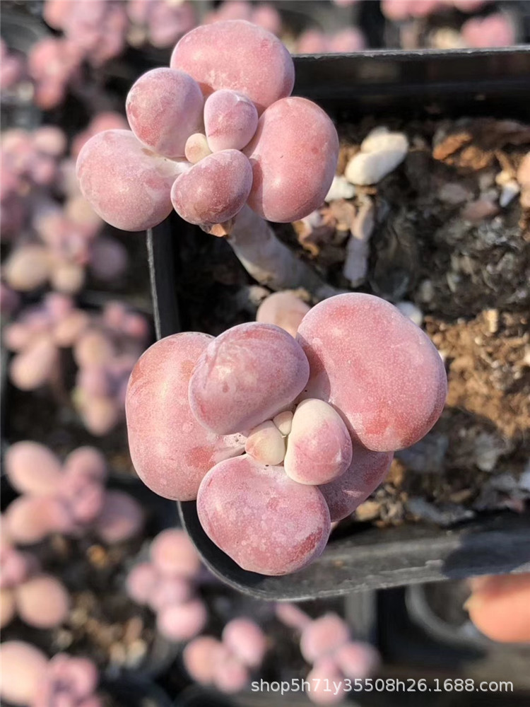 种植大棚批发多肉植物盆栽 腰子蛋双头小桩 多肉品种裸根发-阿里巴巴