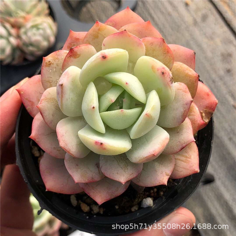 0011大棚批发多肉植物盆栽 新品恋曲单头6cm左右多肉品种限量