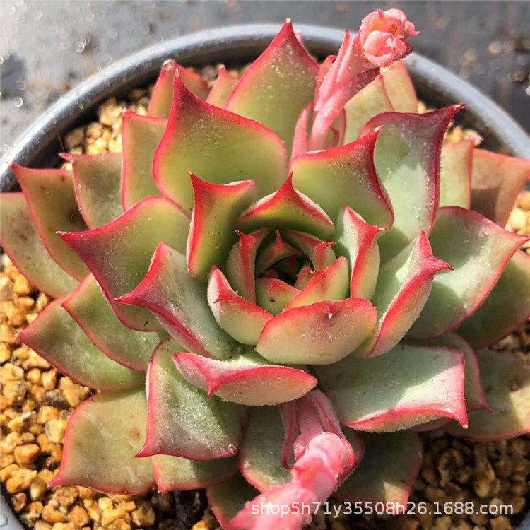 678大棚批发盆栽多肉植物 玫瑰船长单头多肉杂交新品盆9cm裸根发