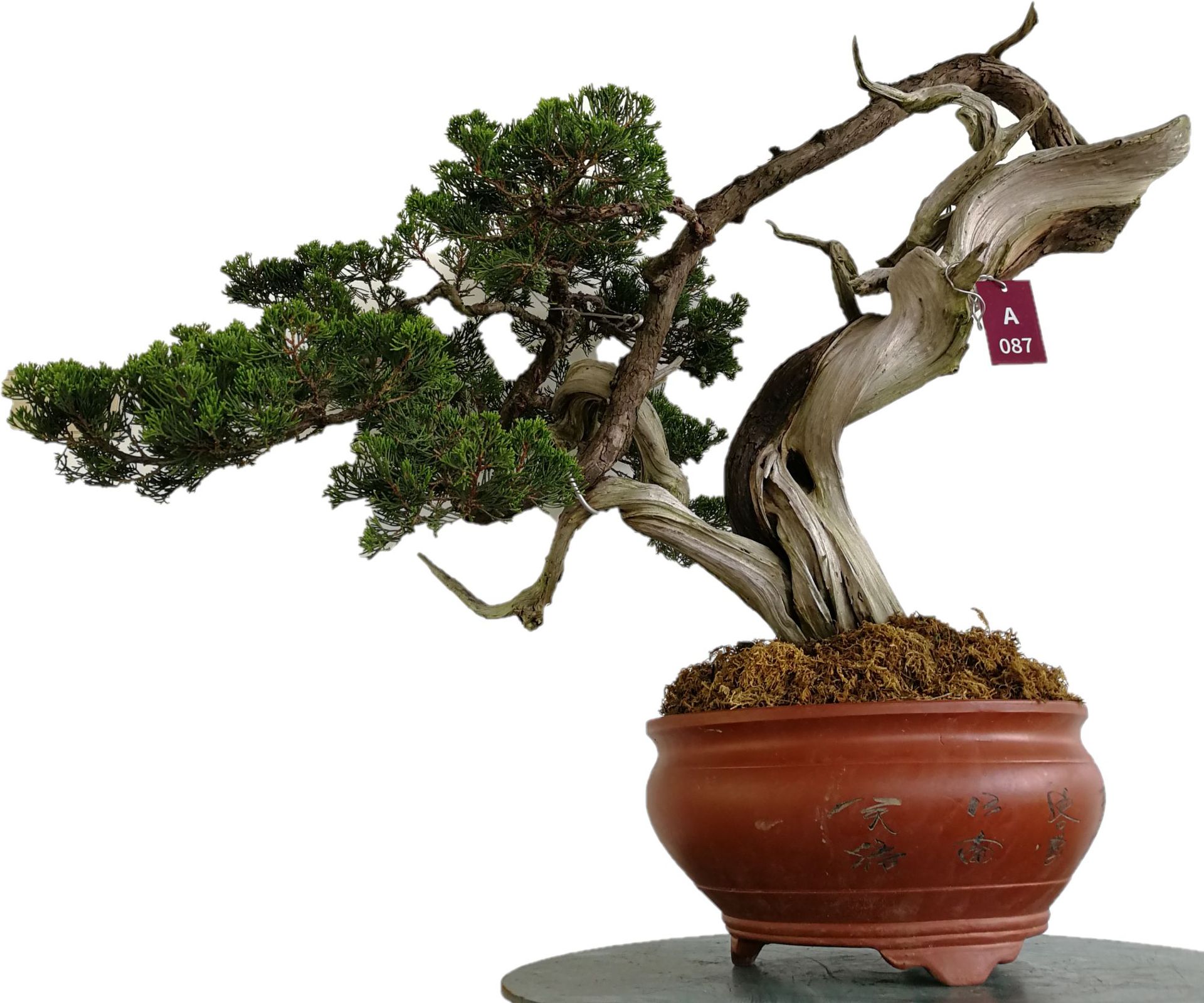 盆景真柏台湾李仲鸿丝雕技术中国风盆栽古典盆景-阿里巴巴